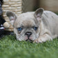 Chiot collier rouge