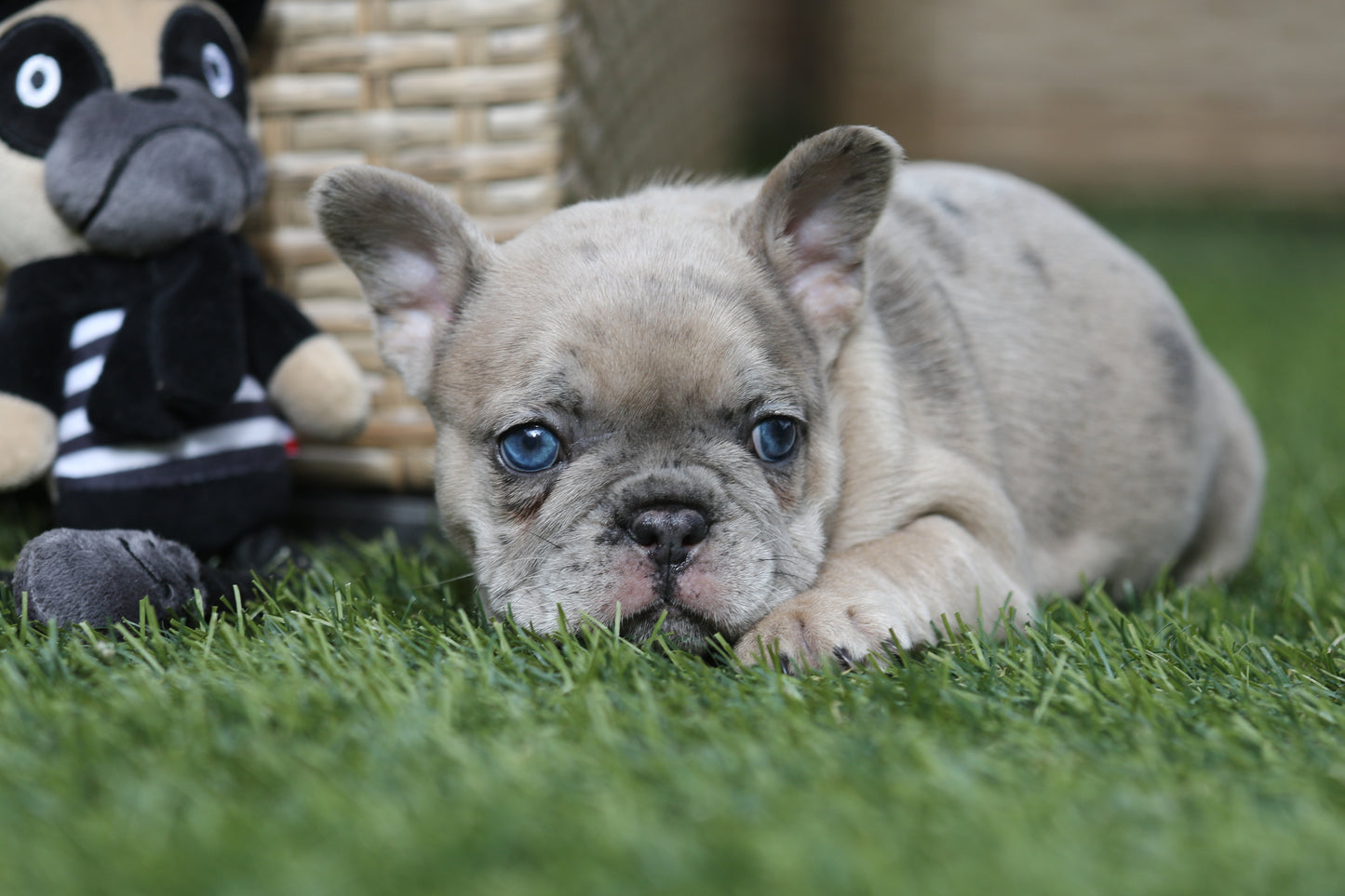 Chiot collier rouge
