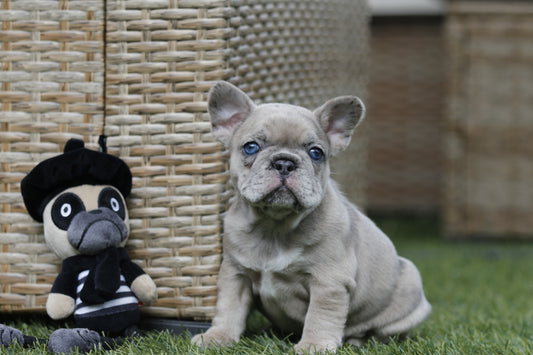 Chiot collier rouge