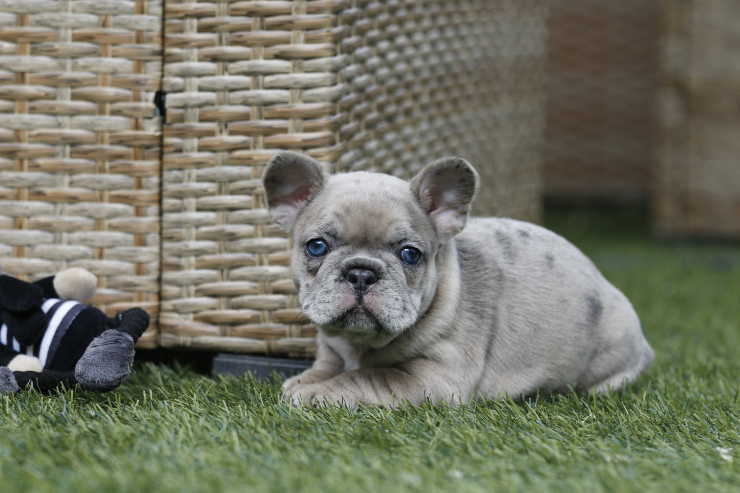 Chiot collier rouge