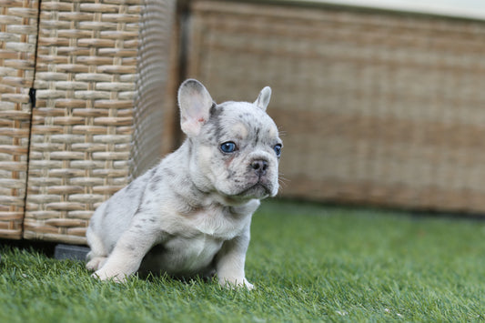 Chiot collier noir