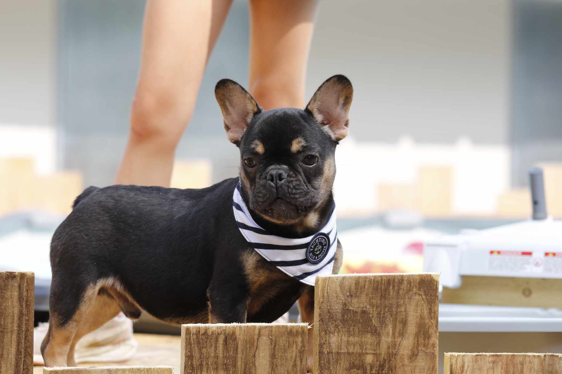 Chiot black and tan - Des Canailles de la Bergerie